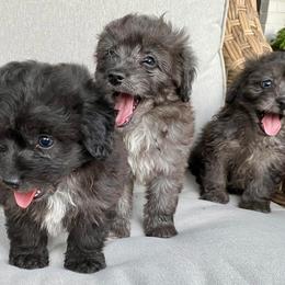 Aussiedoodles from The Puppy Farm