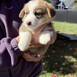 Nutmeg - Sable female Pembroke Welsh Corgi puppy in Aumsville, Oregon from Winterflower Corgis