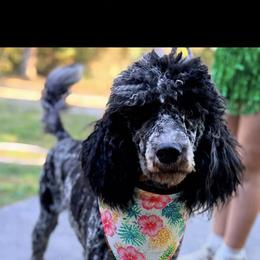 Lilac - Goldendoodle