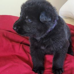 Boy 7 Purple collar - German Shepherd puppy from Sunset Ranch and Kennel