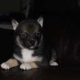 Zia - Wolf sable female Pomsky puppy in Coos Bay, Oregon from Ocean View Pomskies