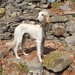 Salukis from Saluki
