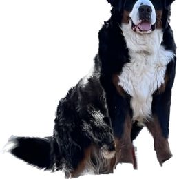Wagner - Bernese Mountain Dog