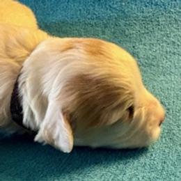 Black collar girl - White female Maltipoo puppy in Silver Springs, Florida from Puppy Love Palace at HB Farm