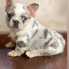 Storm - White female French Bulldog puppy in Reading, Pennsylvania from Roxy & Co.
