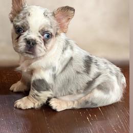 Storm - White female French Bulldog puppy in Reading, Pennsylvania from Roxy & Co.