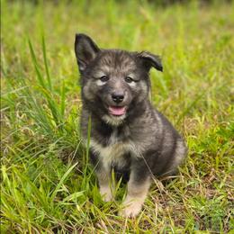 Vlhpesvchi (Justice) - male Native American Indian Dog puppy in Green Creek, North Carolina from Corn Moon Medicine Dogs