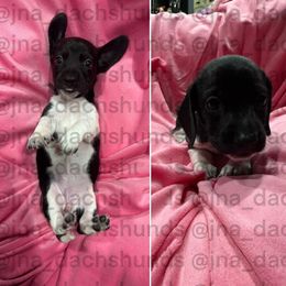 Black and white piebald - Piebald female Dachshund puppy in Tracy, California from JnA Dachshunds