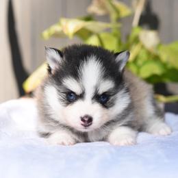 Aleida - Gray and white female Pomsky puppy in Coos Bay, Oregon from Ocean View Pomskies