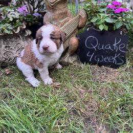Quake - Brown and white male Saint Berdoodle puppy in Traverse City, Michigan from Bare Paws Saint Berdoodles