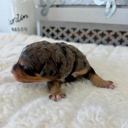 Basil - Merle female Bernedoodle puppy in Hegins, Pennsylvania from Bubbling Springs Doodles, LLC