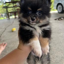 Frito - Tri-colored male Pomeranian puppy in Clinton, Tennessee from Liza’s Aussies & Poms