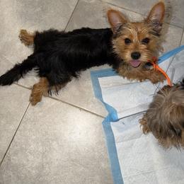 Companion Crosses and Yorkshire Terriers from The Dior Line