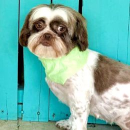 Chloé - Shih Tzu
