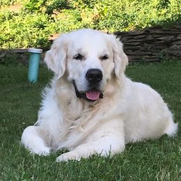 Golden Retrievers from Hope Hollow Retrievers