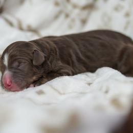 Magnolia - Brown female Bernedoodle puppy in Delta, Pennsylvania from KEE Bernedoodles