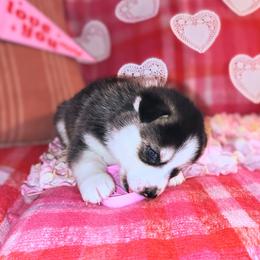 Pomsky Puppies from Nebula Ranch Pomskies