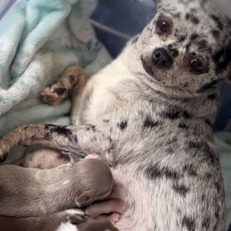 Karma - Chihuahua