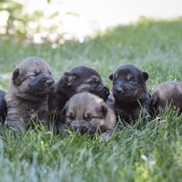 German Shepherds and Pembroke Welsh Corgis from CB Kennel and Ranch