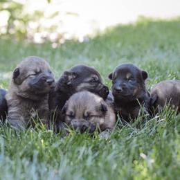 German Shepherds and Pembroke Welsh Corgis from CB Kennel and Ranch