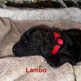 Lambo - Black male Goldendoodle puppy in Sanderson, Florida from Serenity Goldendoodles