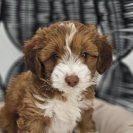 Woody (Mr. Blue) - Sable male Aussiedoodle puppy in Georgetown, Texas from Mc Doodles of Texas LLC