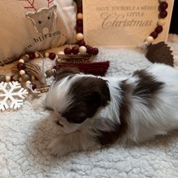 Shih Tzu Puppies from Wood Foo Breeders
