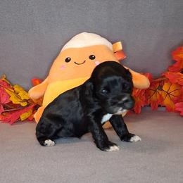 Julia - Black female Cocker Spaniel puppy in Crossville, Tennessee from Timber Sunrise Cockers