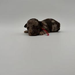 Sid- Red - Brown merle male Aussiedoodle puppy in West Monroe, Louisiana from Diamond M Poodles and Doodles