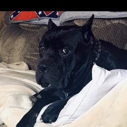 Odin - Cane Corso