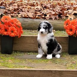 River - Blue merle male Bernedoodle puppy in Ball Ground, Georgia from Foothills Family Doodles