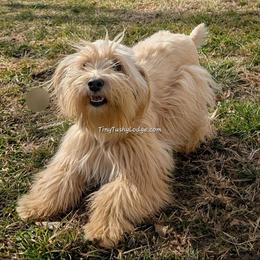 Chantelle - Apricot female Schnoodle puppy in Greencastle, Indiana from Tiny Tushy Lodge