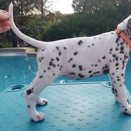 Jelly Bean - White and liver brown Dalmatian puppy in Mckinney, Texas from 5 Alarm LUA Dalmatians & Bling Tiny Doodles