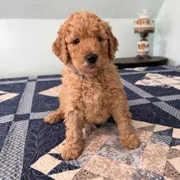 Phil Robertson - Red  male Poodle puppy in Fairfield, North Carolina from Leaning T Ranch