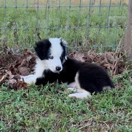 Forest - Black tri male Miniature Australian Shepherd puppy in Baker, Florida from East to Western Aussies