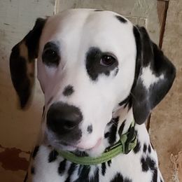 Arrow - Dalmatian