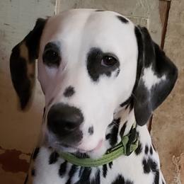 Arrow - Dalmatian
