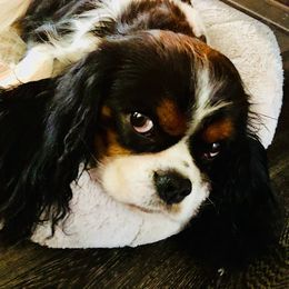 Davie - Cavalier King Charles Spaniel