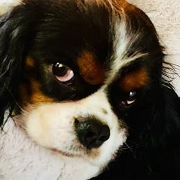 Davie - Cavalier King Charles Spaniel