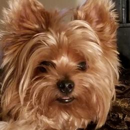 Yorkshire Terriers from Djidade Muhavi's Yorkshire Terriers