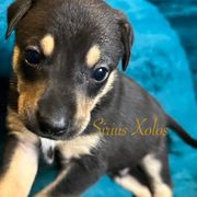 Zolin - Xoloitzcuintli puppy from Sirius Xolos