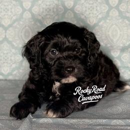 Stymie - Black male Cavapoo puppy in Nashville, Arkansas from Rocky Road Puppies