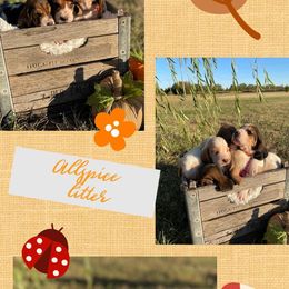 Basset Hound Puppies from Little Patch of Heaven