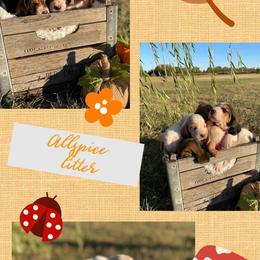 Basset Hound Puppies from Little Patch of Heaven
