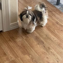Maverick - Shih Tzu