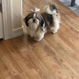 Maverick - Shih Tzu