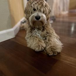 Australian Labradoodle Puppies from Fancy Pants Labradoodles