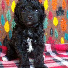 Luna - Black female Poodle puppy in Hurricane Mills, Tennessee from Scenic Hills Kennels