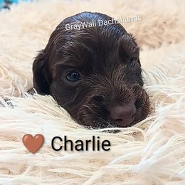 Charlie-AKC Full - Chocolate and tan male Dachshund puppy in Bates City, Missouri from Gray Wall Dachshunds