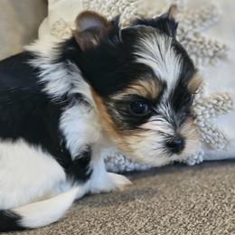 Biewer Terrier puppies from Strait Layne Biewers